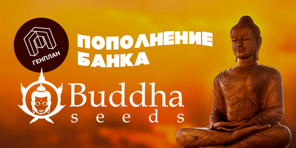 Пополнение Buddha Seeds